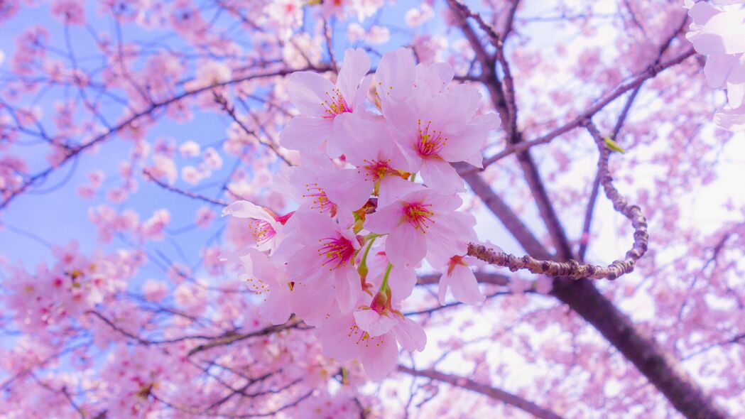 樱花盛开，粉红花海绽放春日之美！3840x2160高清4K壁纸下载