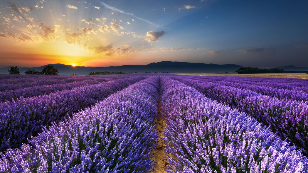 薰衣草田野盛景，绝美花朵与地平线交汇，超清4K壁纸（3840x2160）高清下载