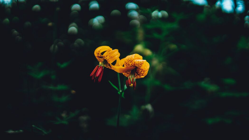 百合花眩光4K超清壁纸，3840x2160高清背景图片下载