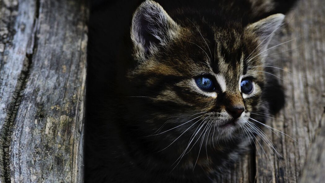 小猫蓝眼睛可爱4K高清壁纸，3840x2160动物图片下载
