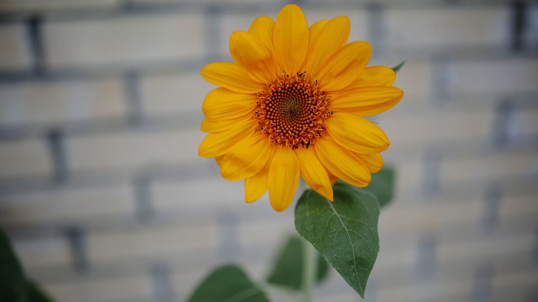 向日葵绽放之美，精致花蕾与花瓣，模糊效果4K壁纸，高清3840x2160背景图片下载