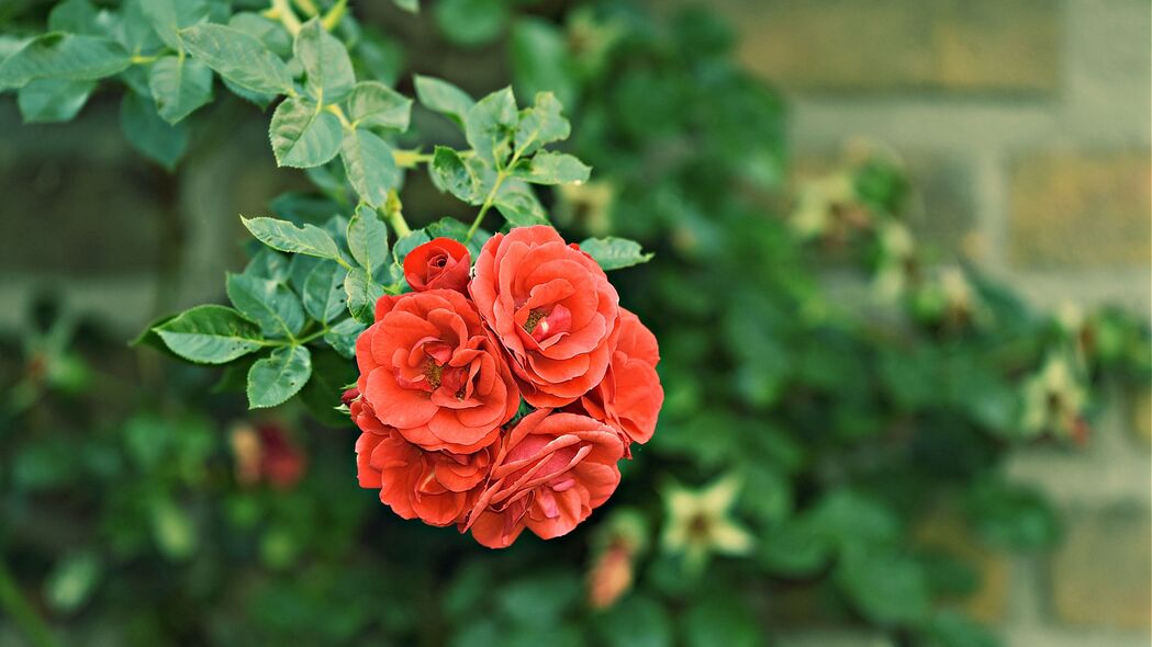玫瑰灌木芽，花园花朵之美，精选4K高清壁纸（3840x2160）免费下载