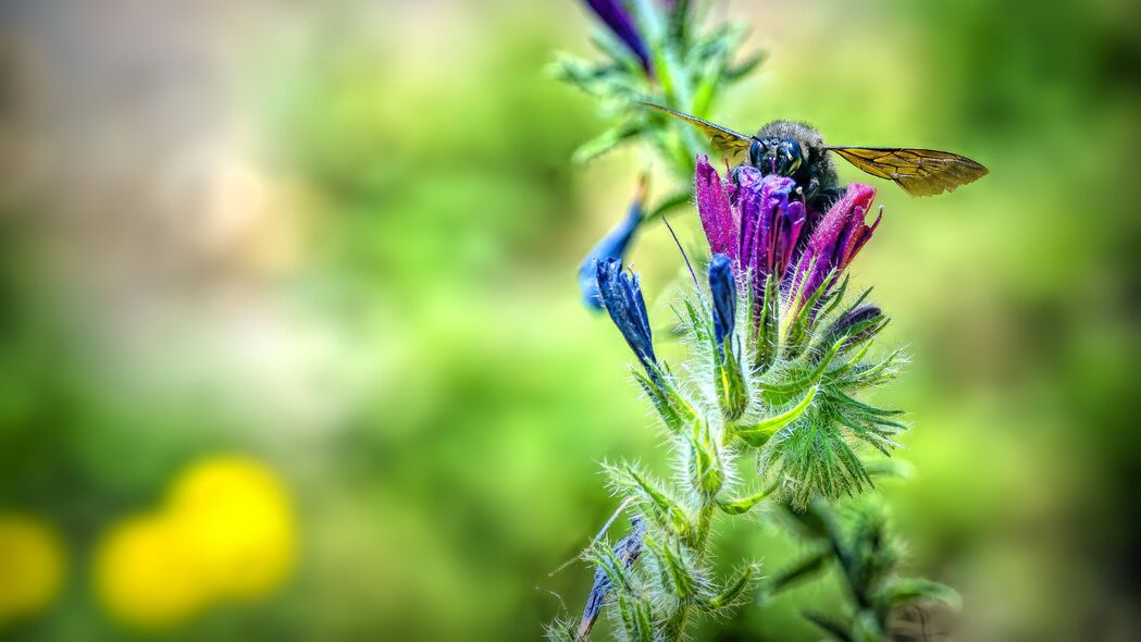 蜜蜂采蜜瞬间，花朵与花蜜的微距之美 - 宏观4K壁纸 3840x2160高清下载