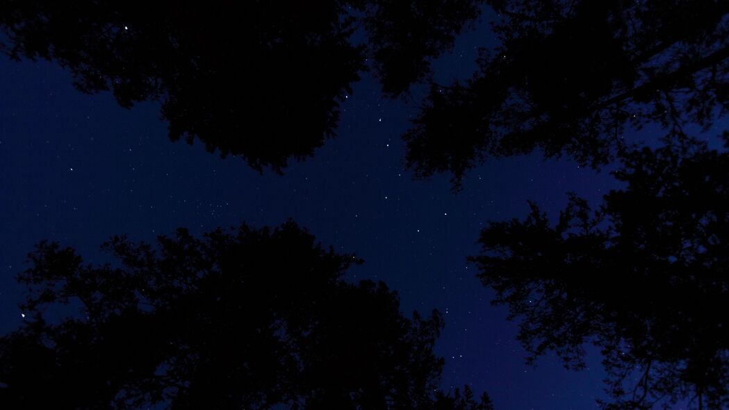 星空之下树木静谧，夜晚仰视绝美4K壁纸，3840x2160高清下载