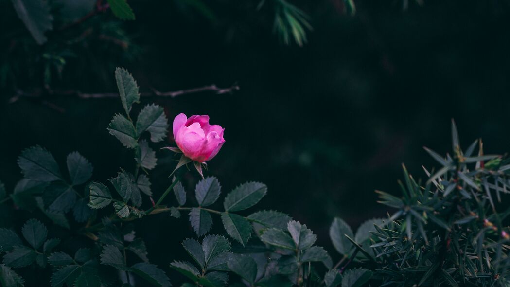 玫瑰花园4K高清壁纸，粉红色灌木与树叶，3840x2160分辨率背景图片下载