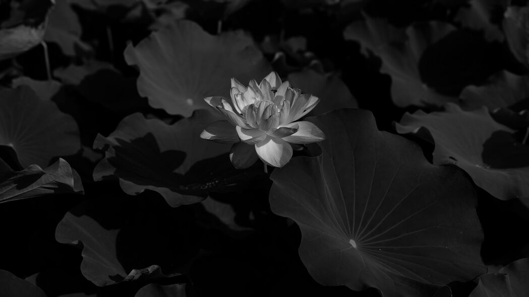4K高清壁纸，黑白莲花与树叶花朵融合，精美3840x2160分辨率，免费下载