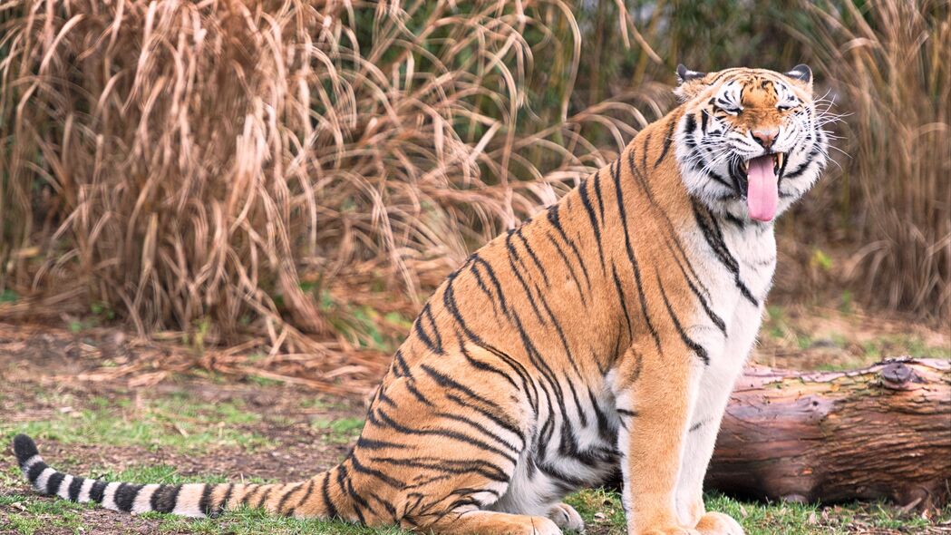 老虎咧嘴笑，霸气捕食者大猫，4K高清壁纸3840x2160，动物图片下载