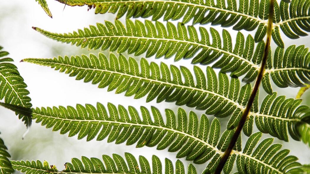 蕨类叶子植物雕刻，精选绿色4K高清壁纸（3840x2160）免费下载