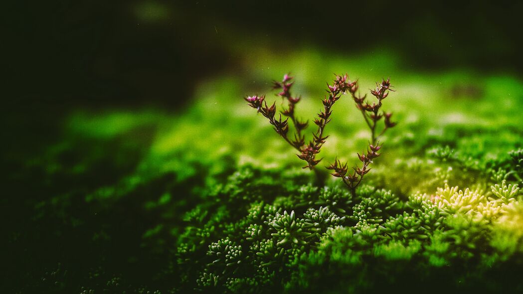 探秘植物微观之美，高清4K树枝壁纸，3840x2160分辨率，绿色生态背景下载