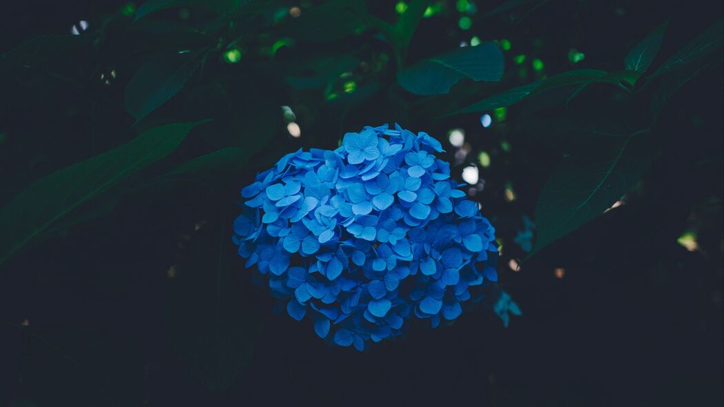 绣球花蓝色灌木花序之美，惊艳4K壁纸，高清3840x2160背景图片，立即下载