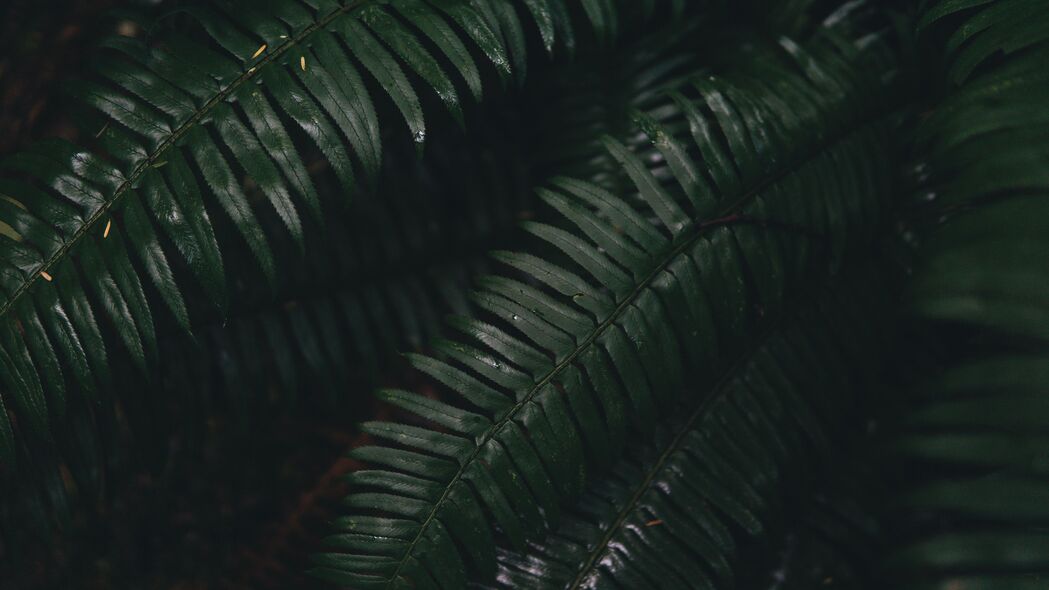 蕨类植物高清壁纸，绿色树叶4K背景图片，3840x2160分辨率，免费下载