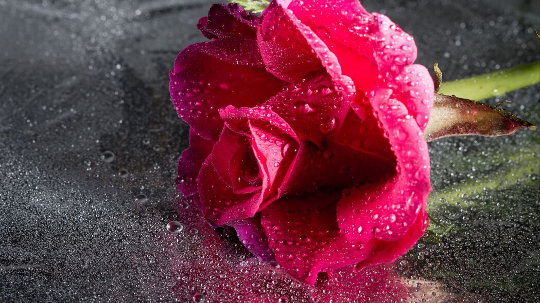 玫瑰特写，水滴润泽的粉红色花瓣，4K高清壁纸3840x2160