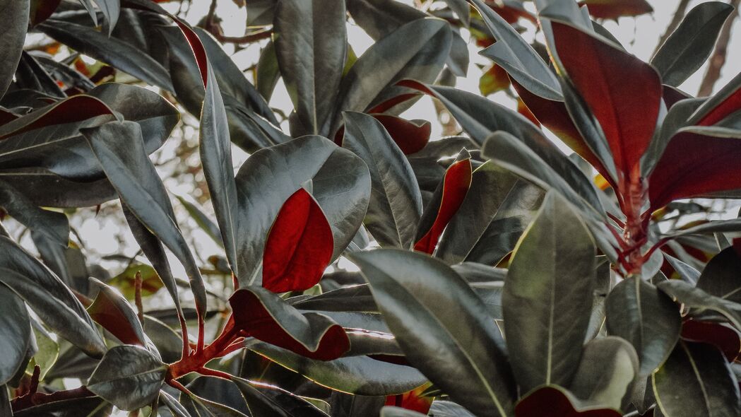 植物之美，树枝与阳光交织的4K高清壁纸，3840x2160分辨率精美下载