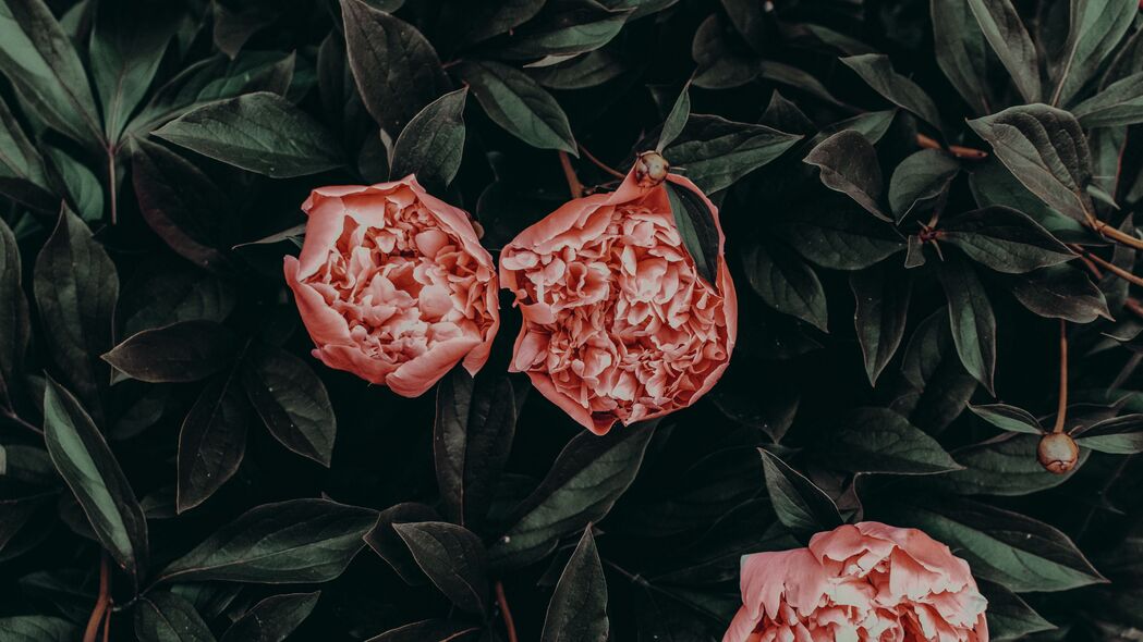 牡丹花叶花瓣盛景，精选4K高清壁纸，3840x2160分辨率，免费下载