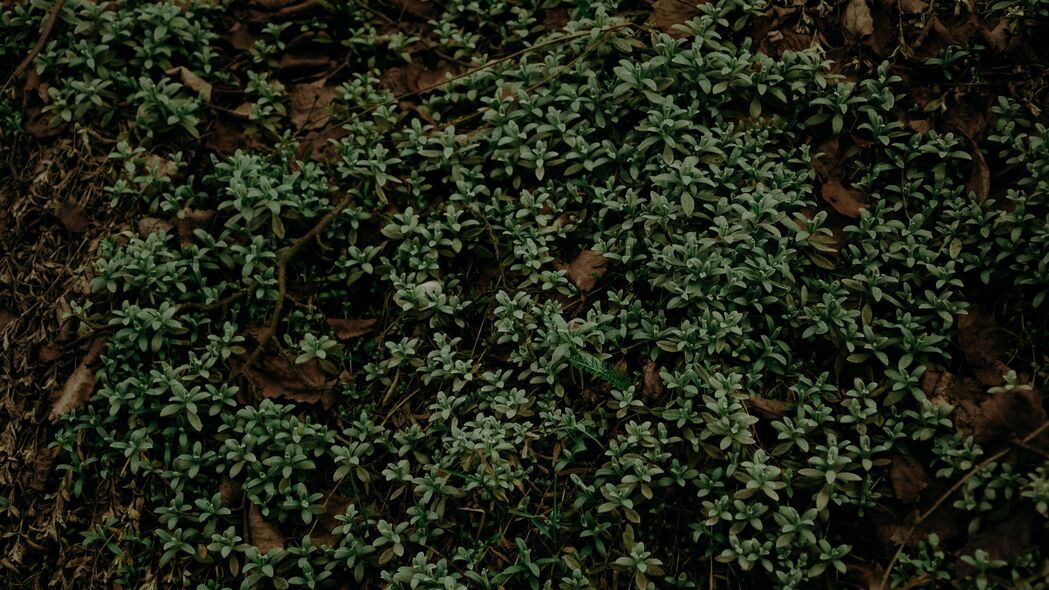 植物之美，高清4K树叶草绿色壁纸，3840x2160分辨率，绝美风景图片免费下载