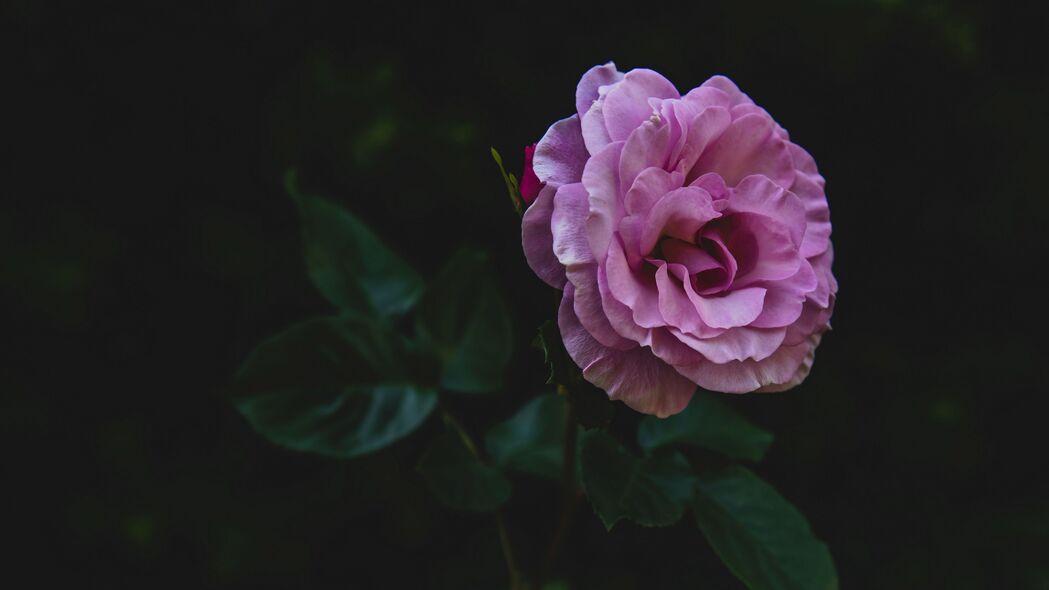 玫瑰之美，芽、茎、花瓣，粉红绽放！4K高清壁纸，3840x2160分辨率，免费下载！