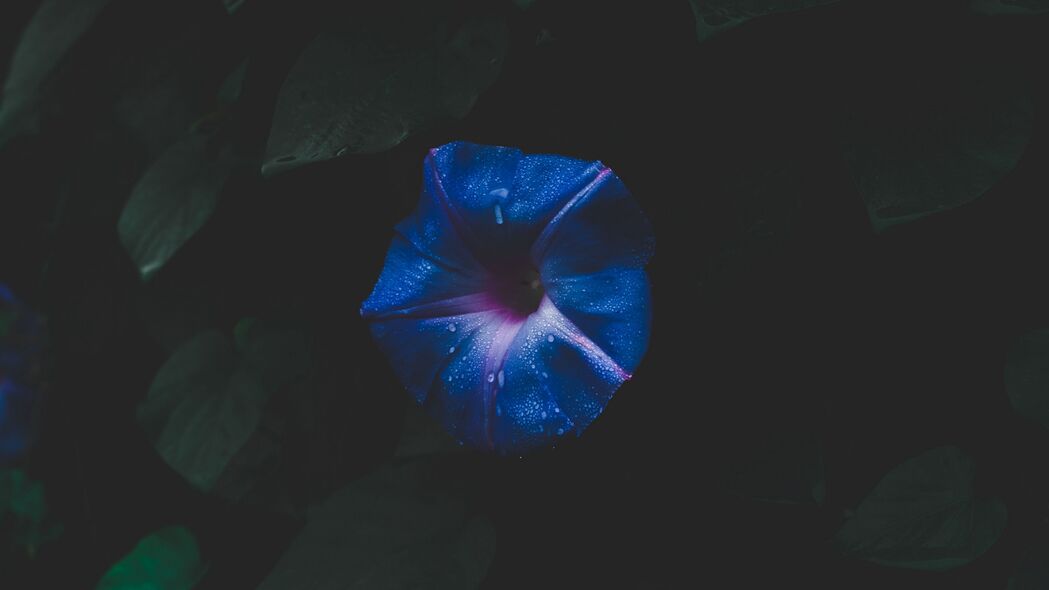 深色花与树叶之美，精选4K高清3840x2160壁纸，一键下载
