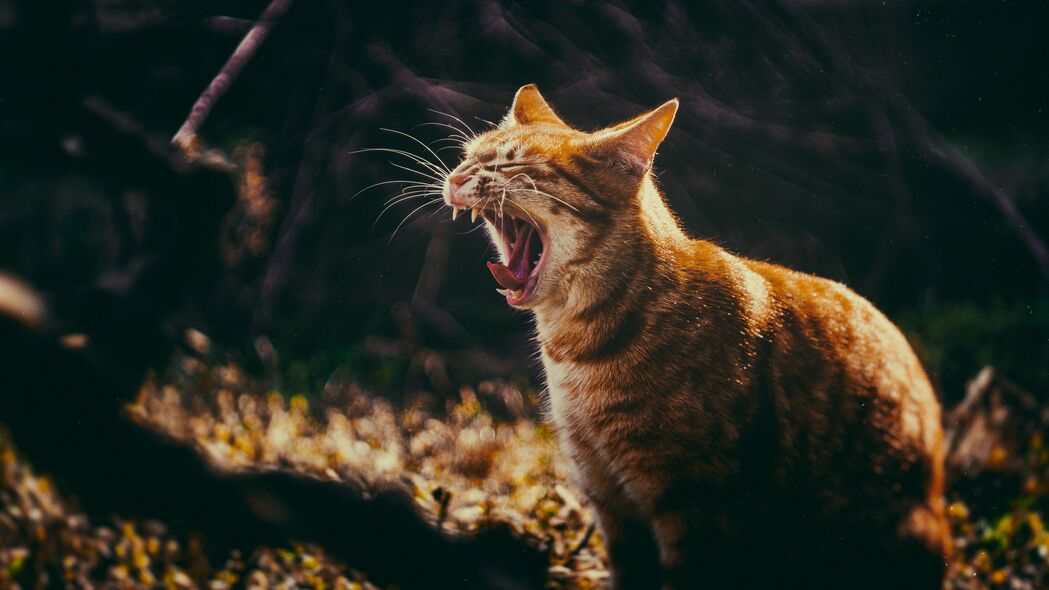 猫之趣态，咧嘴笑、打哈欠，獠牙尽显野性美！精选4K超清壁纸，3840x2160分辨率，动物高清图片下载