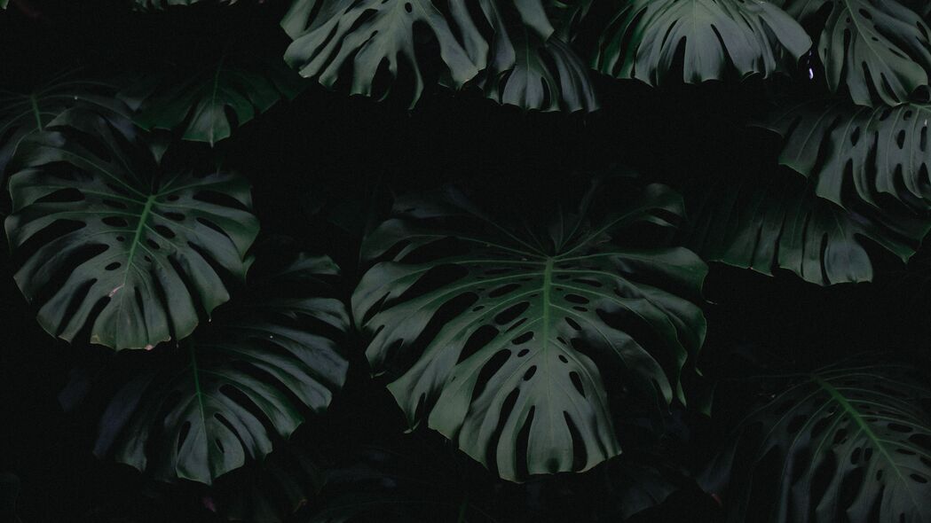 叶子绿色深色植物4K高清壁纸，绝美3840x2160风景图片下载
