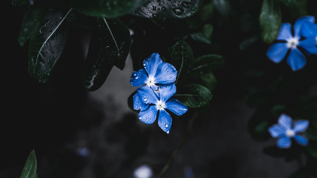 花叶植物滴·绝美4K壁纸，3840x2160超清背景图片，一键下载！