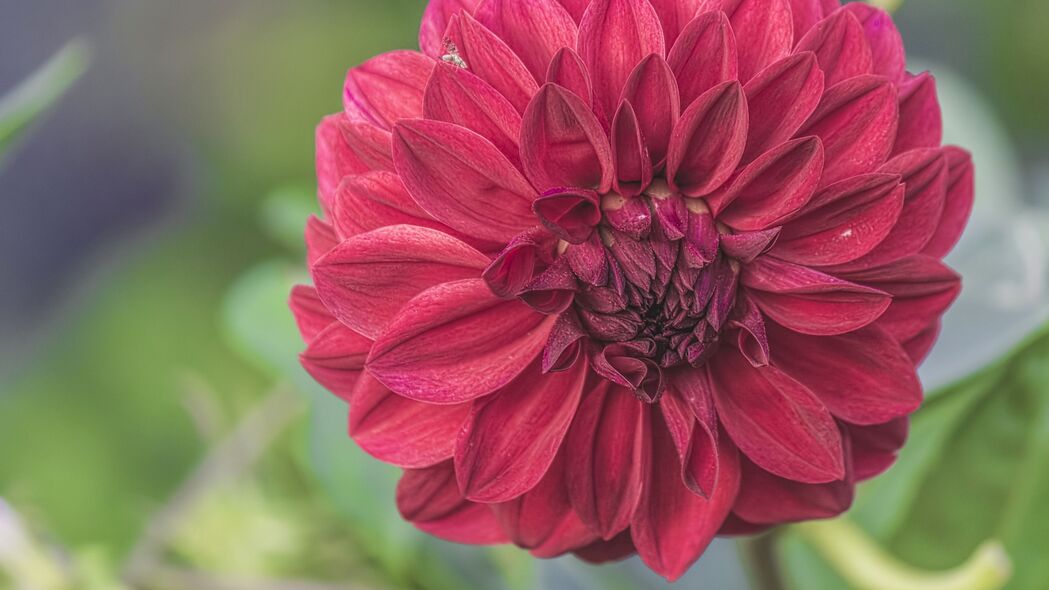 花朵绽放之美，高清4K花蕾花瓣壁纸，3840x2160分辨率免费下载