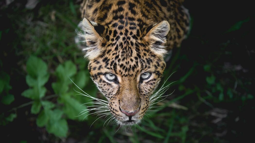豹子狩猎瞬间，霸气枪口与惊艳外观，超清4K壁纸3840x2160免费下载