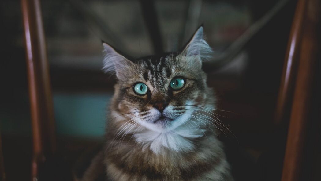 猫之枪口魅影，蓬松身姿配蓝眸，超清4K壁纸3840x2160，动物高清美图一键下载