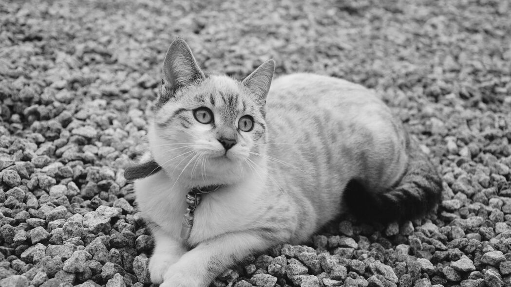 超高清4K壁纸下载，黑白萌猫躺着，3840x2160分辨率可爱壁纸精选