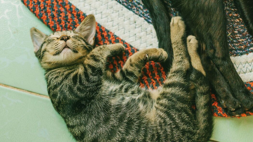 小猫梦境，揭秘睡眠之谜，超清4K壁纸3840x2160，动物高清美图下载