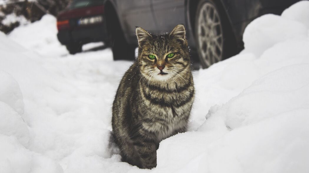猫之绿眸，雪地倩影4K高清壁纸 3840x2160超清下载