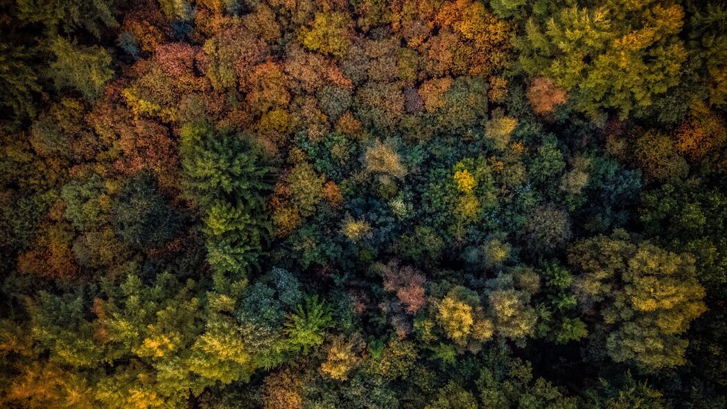 秋季4K高清壁纸，棵树俯瞰，3840x2160风景图片下载