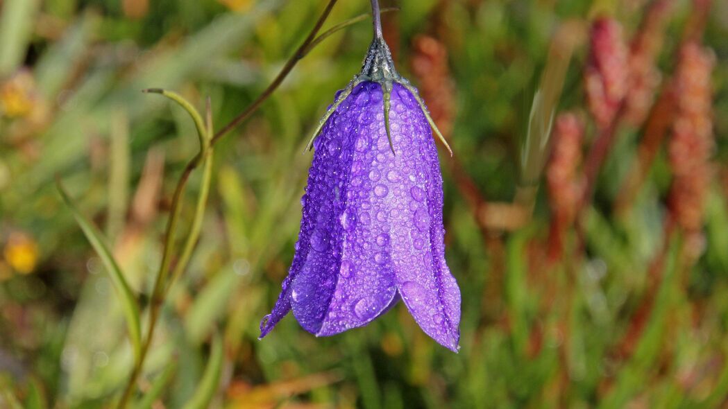 Bellflower Campanula 精选4K壁纸，绝美花滴高清背景图片，3840x2160分辨率，免费下载！