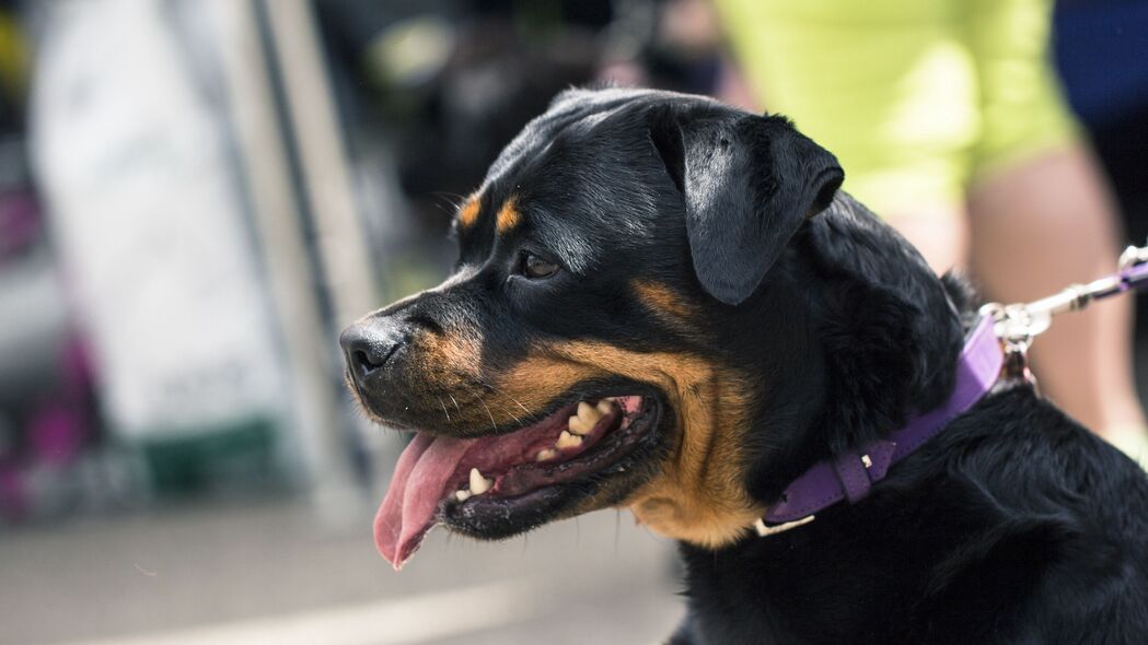 罗威勒犬枪口轮廓精选，高清4K壁纸 3840x2160 动物图片下载
