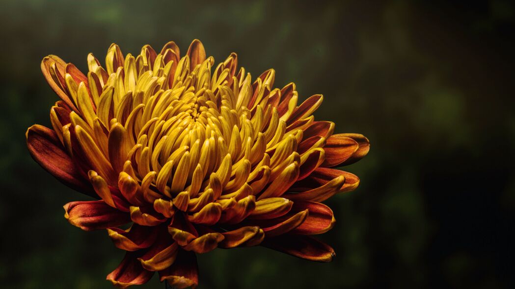 紫苑花芽高清壁纸，绝美花瓣4K背景图片，3840x2160超高清下载