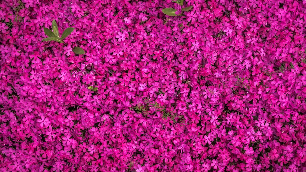 众多明亮花朵绽放精选 4K超高清壁纸 3840x2160下载