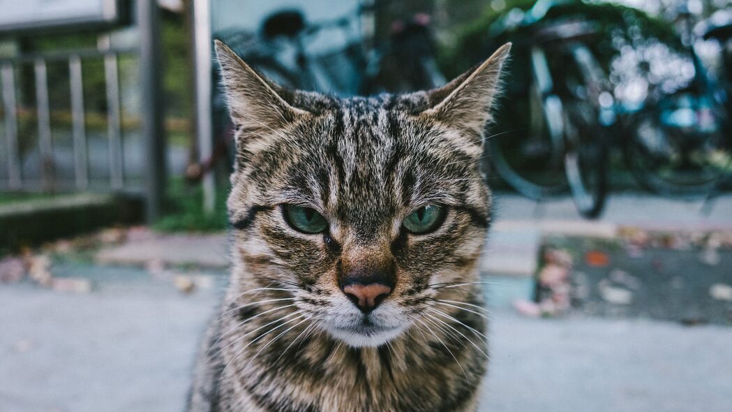 猫枪口外观，严肃之美，4K高清壁纸，3840x2160动物图片，精美呈现