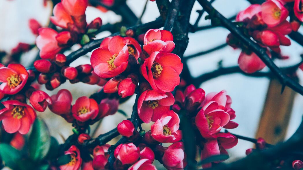花朵绽放之美，高清4K树枝花朵壁纸，3840x2160分辨率免费下载