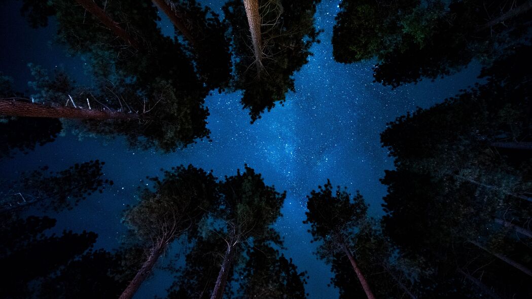星空之夜，树木掩映下的璀璨星辰，高清4K壁纸（3840x2160）免费下载