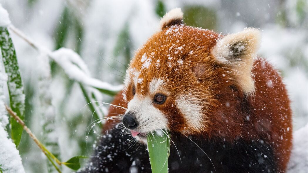 熊猫漫步雪景，绝美红熊猫4K壁纸，3840x2160高清动物图片下载