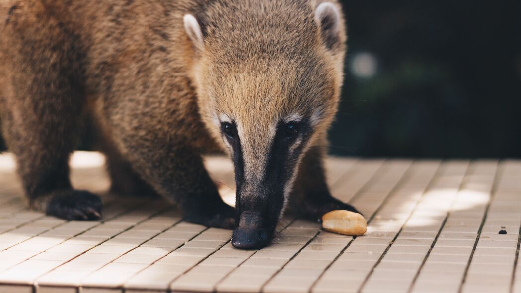 Coati Nasua 枪口特写 4K高清动物壁纸 3840x2160 精美图片下载