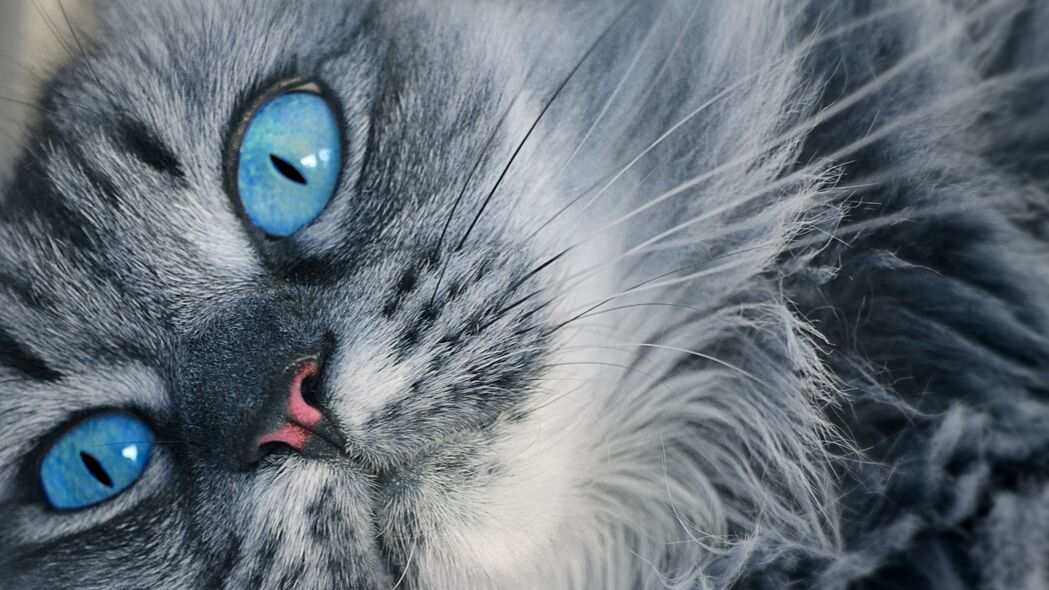 猫蓝眼蓬松美照，4K超高清3840x2160壁纸，精选枪口视角