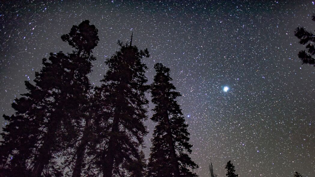 星空树木夜晚，星光闪烁辐射美景，4K高清壁纸（3840x2160）免费下载