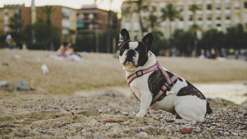 斗牛犬狗狗坐沙石间，高清4K壁纸，3840x2160分辨率，动物美图一键下载