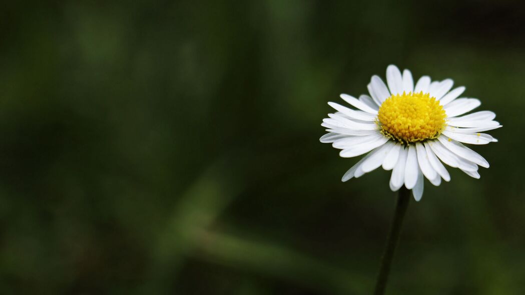菊花茎之美，精选4K高清壁纸，3840x2160分辨率，免费下载