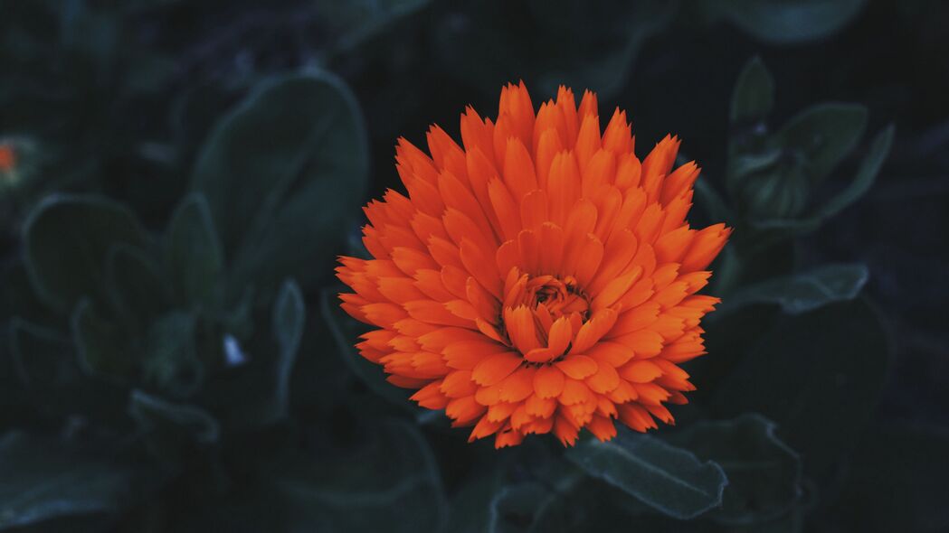 花芽绽放，红色花瓣绚烂夺目！超高清4K壁纸，3840x2160分辨率，尽享视觉盛宴！