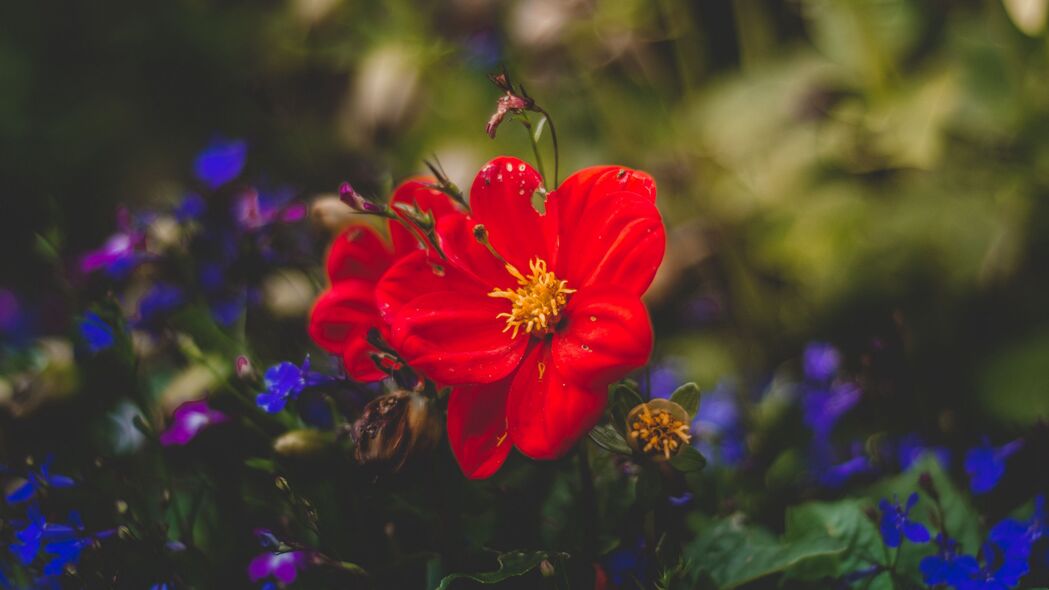 红色花朵绽放之美，高清4K花蕾花瓣壁纸，3840x2160分辨率下载