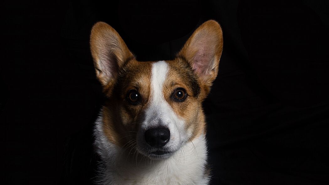 威尔士柯基犬萌宠4K壁纸，高清3840x2160背景图片下载