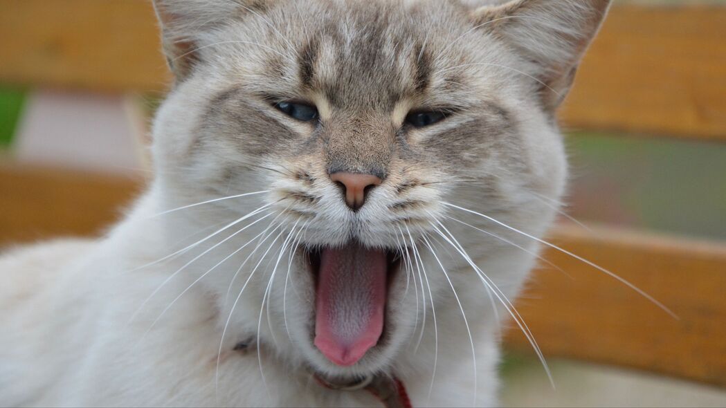 猫打哈欠甜蜜瞬间，超高清4K动物壁纸，3840x2160分辨率免费下载
