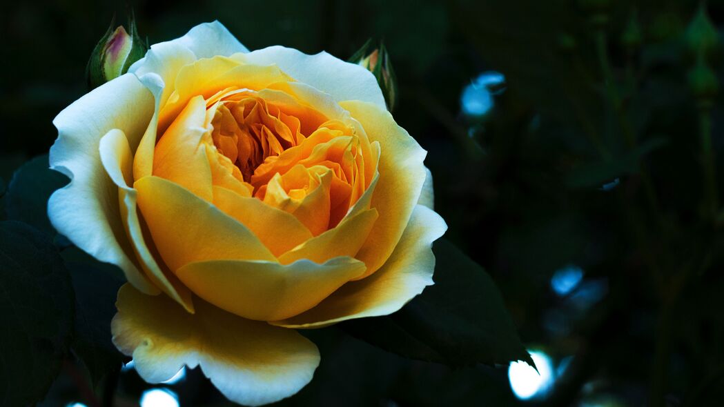 玫瑰绽放之美，白色与黄色花蕾花瓣高清4K壁纸（3840x2160）免费下载