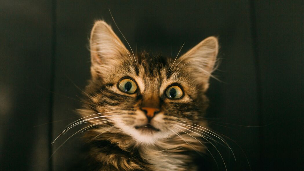 猫之乐，枪口下的欢愉瞬间，精选4K高清壁纸（3840x2160）免费下载